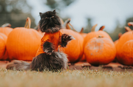 10 Best Pet Halloween Costumes for Your Furry Friends