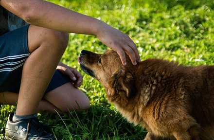 How to Socialize Your Puppy [2024 Newest Guide]