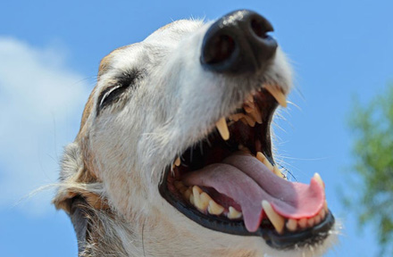Dental Care for Dogs: How to Take Care of Your Dog's Teeth