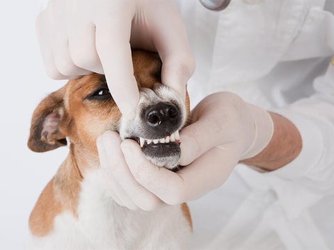dog dental check