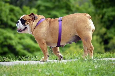 dogs get obese