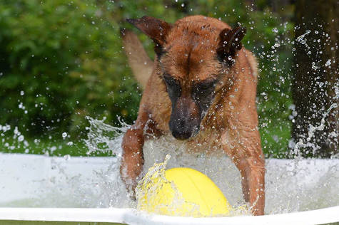prepare a paddling pool for your dog