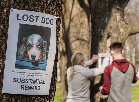 keep an eye on the lost dog