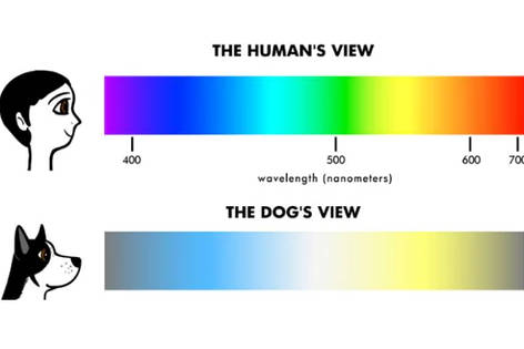 human's view vs dog's view