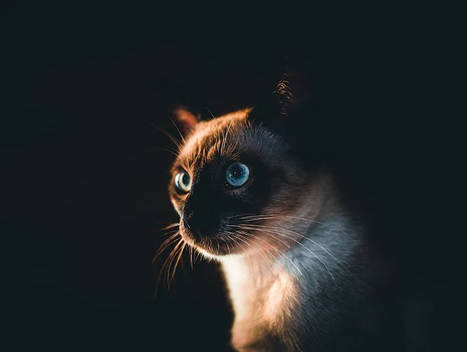 cats can see things in dark