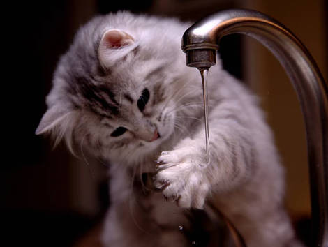 cats dislike water