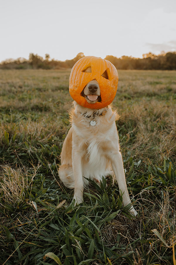 pumpkin pet costume