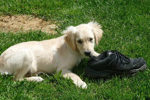dog is chewing shoes