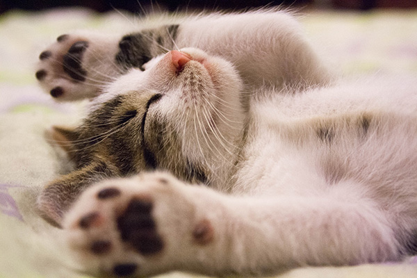 why do kittens need so much sleep