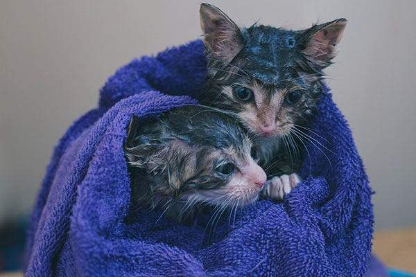give your cat a bath