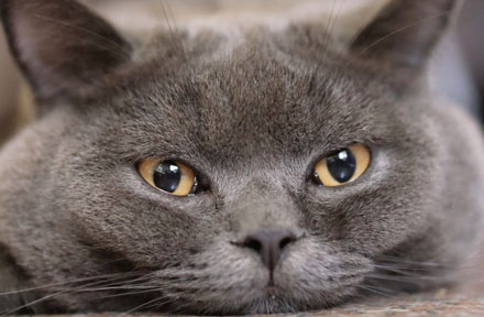 How To Help a Cat Lose Weight [Effective Tips 2024]