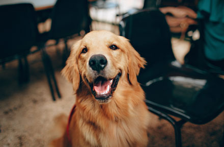 How to Read Your Dog's Body Language [Full Guide]