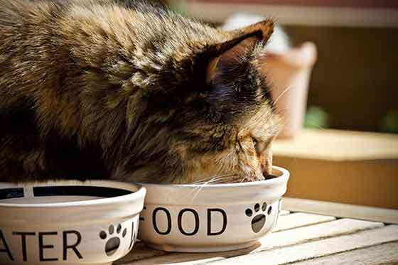 changes in cat's food