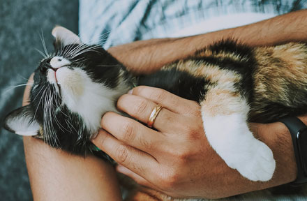 How to Show Your Cat You Love Them? 10 Things You Should Know