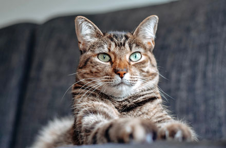 Top 10 Things That Your Cats Love [2024 Guide]