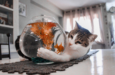 Why Do Cats Like Running Water? [Top 8 Reasons]