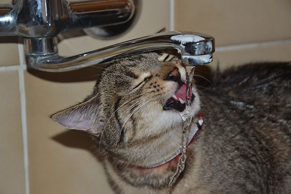 cat drinks water quickly