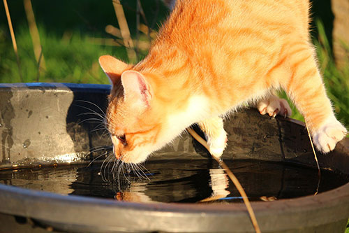 cats like cold water
