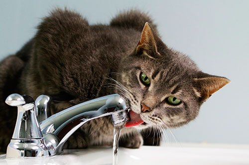 do cats need to drink running water