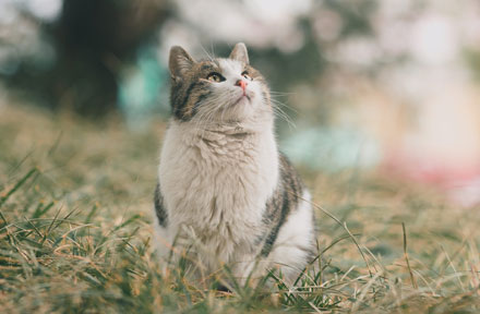 What Causes Obesity in Cats and How to Help A Cat Lose Weight?