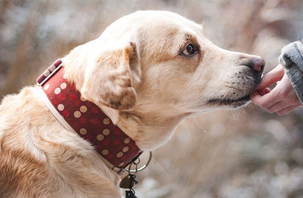Things You Should Know About Your Dog's Feeding Schedule