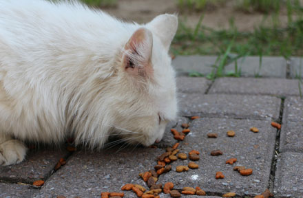 How Much Should A Cat Eat & How Often Should You Feed Your Cat