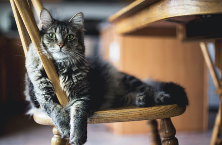 How to Feed a Cat While On Vacation? [Beginner's Guide]