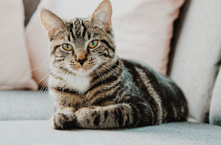 Top 10 Ways for How to Keep Your Cats Entertained While You're Away