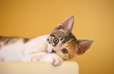 18 Essential Supplies for Your New Cat [Full Checklist]