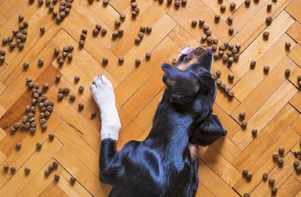 How Often Should Dogs Eat? [2023 Updated Guide]