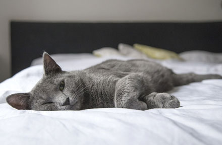 What to Do with Your Cat While on Vacation?