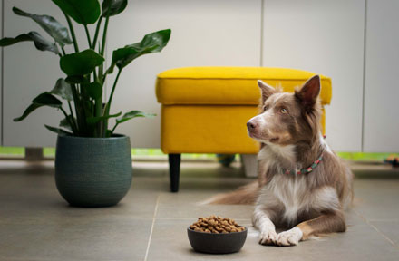 Why Won't My Dog Eat? Check These Possible Reasons Solutions!