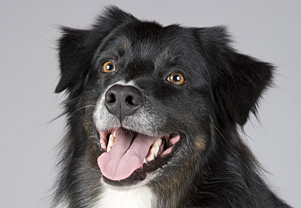 What To Feed A Sick Dog With No Appetite Sale Online Istgeodez