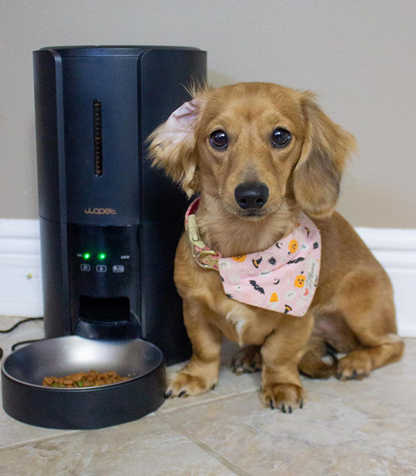 wopet automatic dog feeder