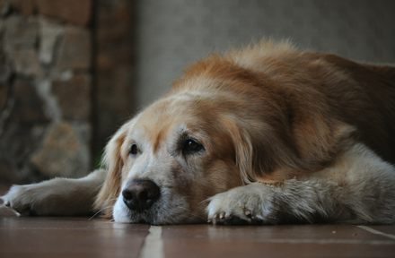 A Guide on How to Care for a Senior Dog