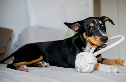 The Benefits of Interactive Toys for Dogs