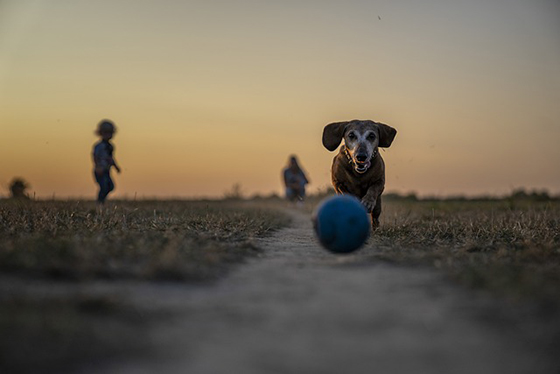 socializing your pets