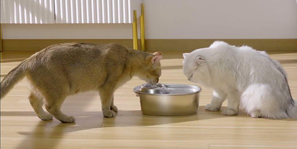 wopet water fountain for cats