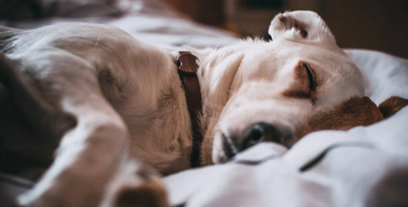 Do Dogs Sleepwalk? Exploring Sleep Behavior in Dogs