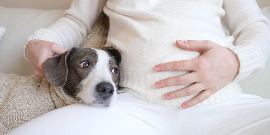 Why Does My Dog Lick My Belly Button? Unpacking This Peculiar Canine Behavior