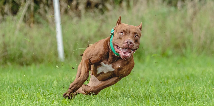 Learn about Pitbulls and what's their differences?