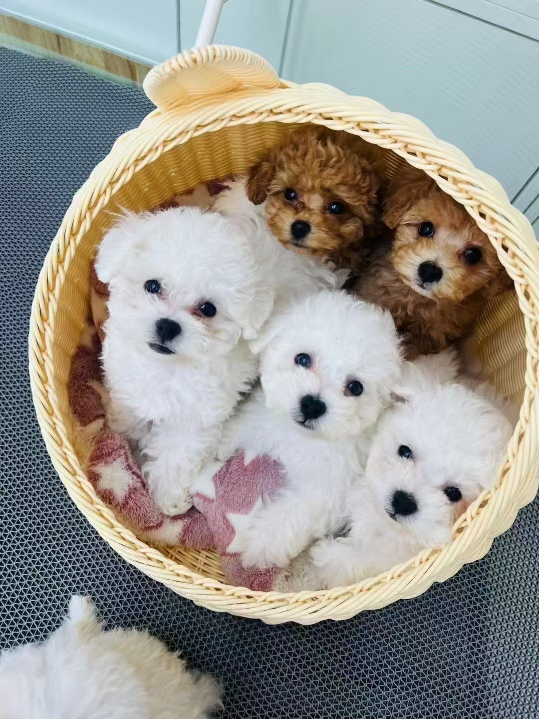 The Joys of Pets: Bringing More Warmth, Joy, and Meaning to Your Life