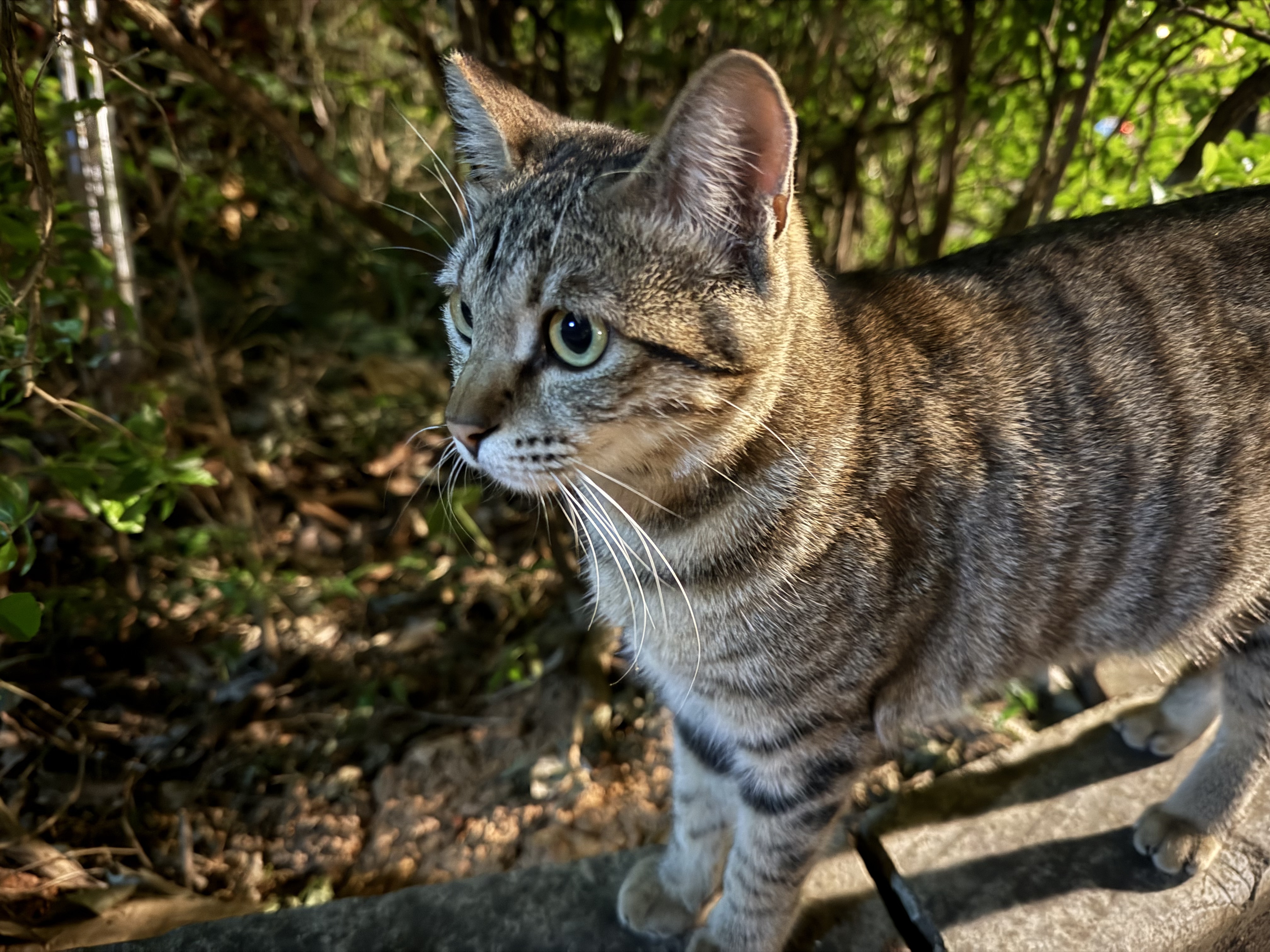 10 Best Cat Breeds for First-Time Owners