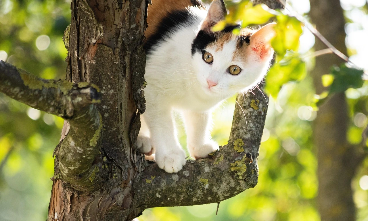 How Much Should I Feed a Kitten?