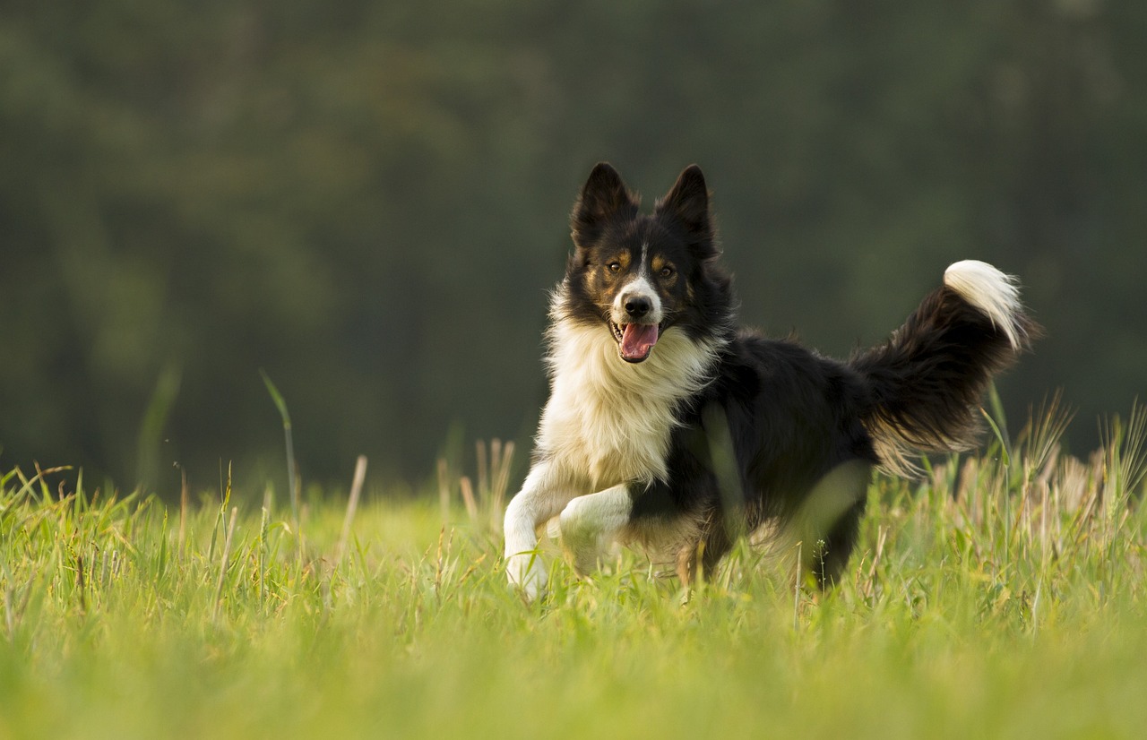 German Border Collies: Understanding Their Habits, Feeding Requirements and More