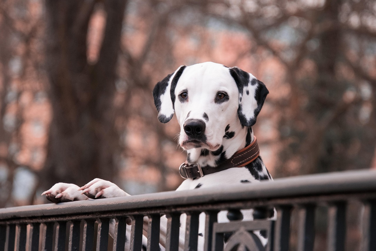 How to Train a Dog: An All-Inclusive Guide