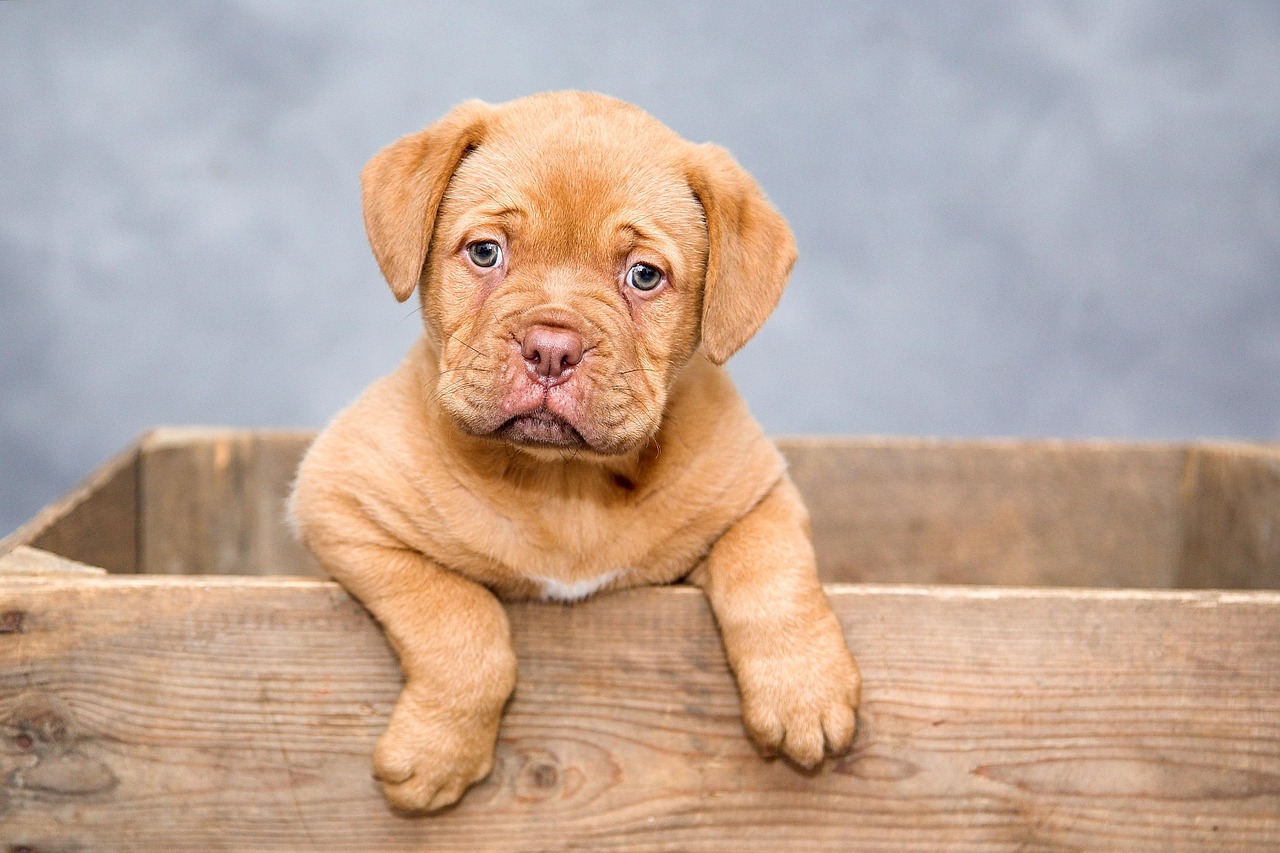Pet Names Guide: Choosing the Perfect Name for Your Furry Friend