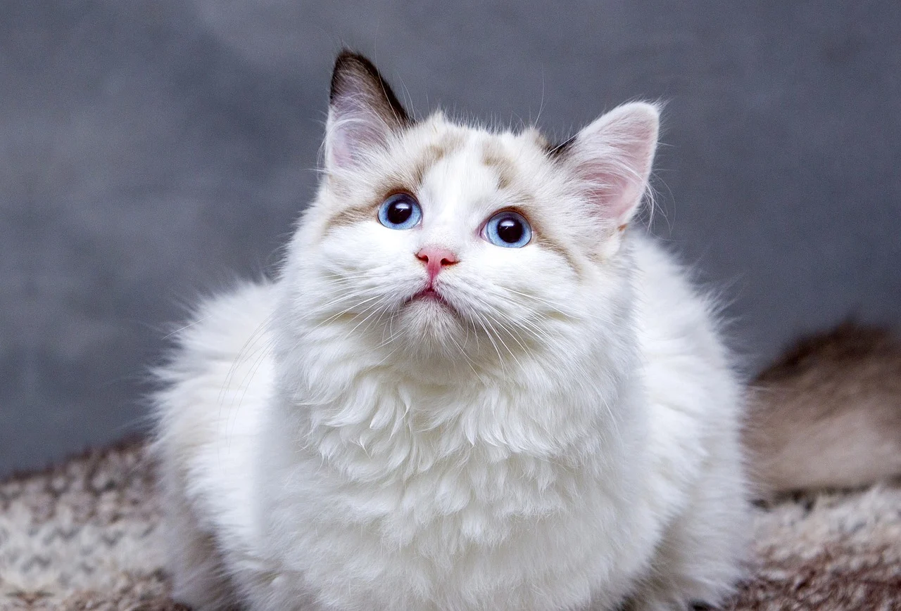 Unlock the Secrets of Raising Ragdoll Cats and Enjoy Sweet Companionship