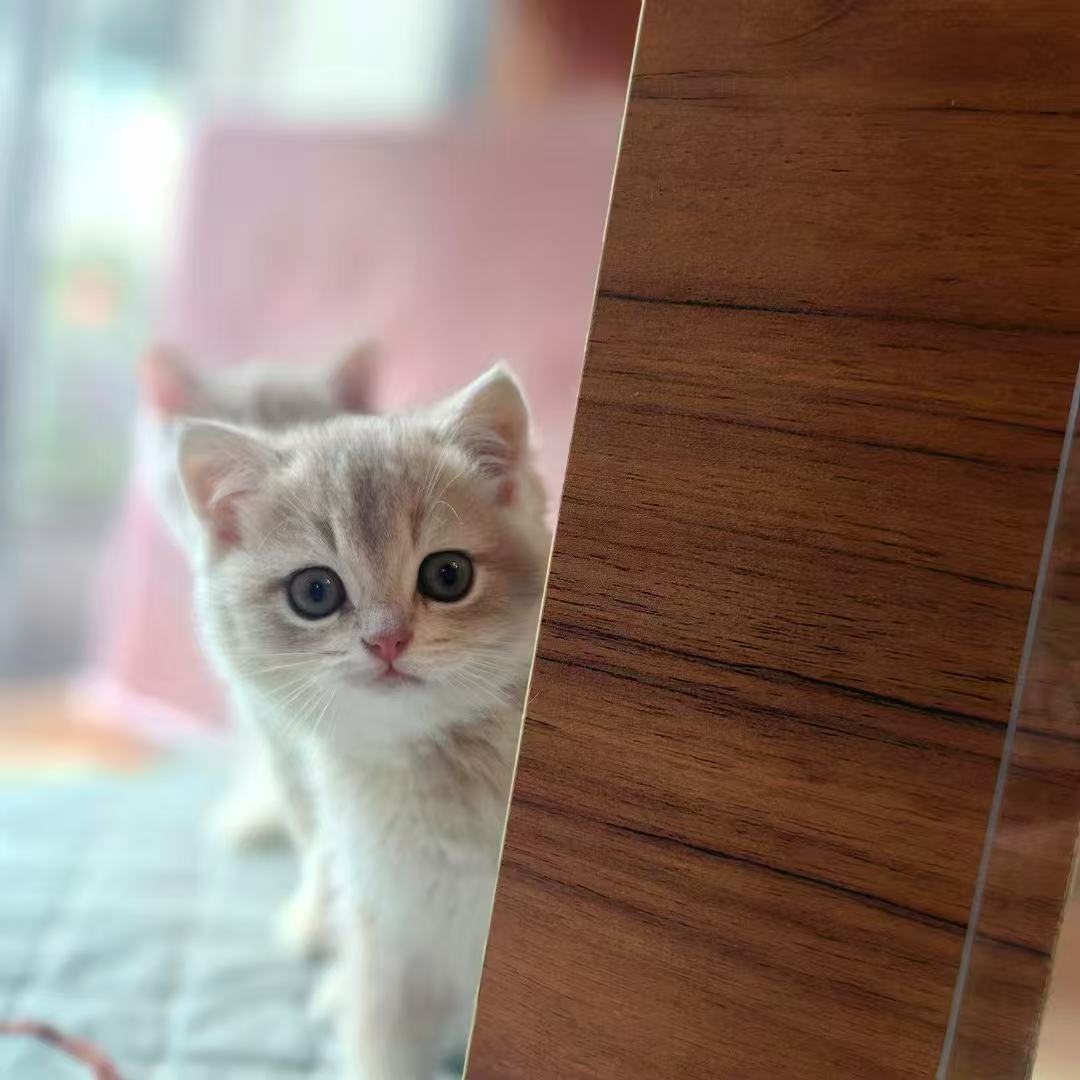 Nurturing Your Golden Shaded British Shorthair: A Guide to a Happy, Healthy Feline