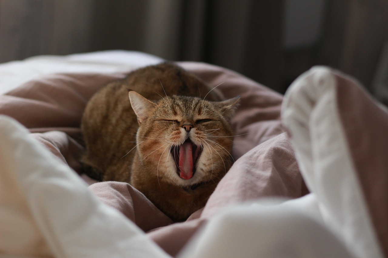 Why Does Your Cat Seem to Be Always Sleepy? Unraveling the Feline Sleep Mystery